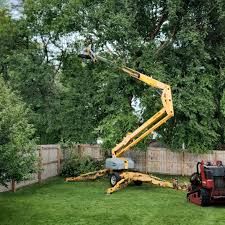 Best Palm Tree Trimming  in Trumann, AR