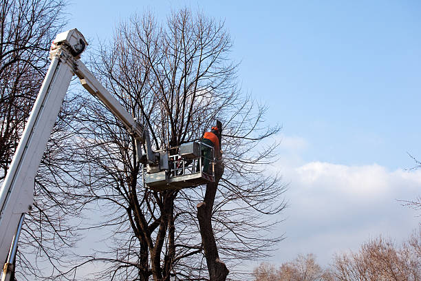 Best Commercial Tree Services  in Trumann, AR